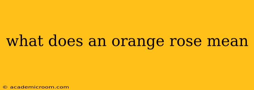 what does an orange rose mean