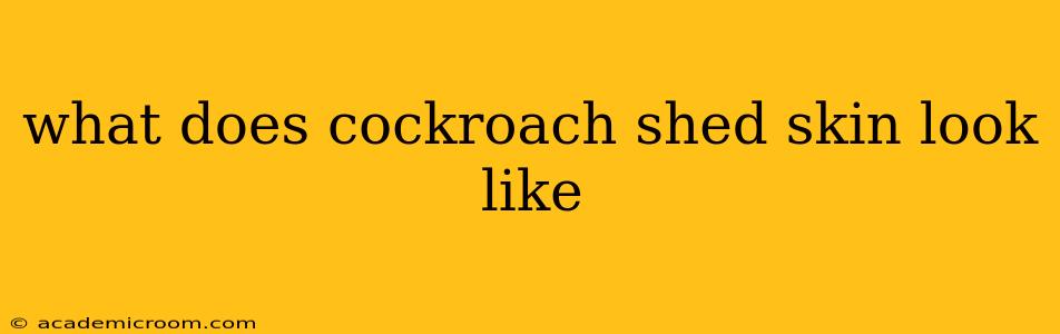 what does cockroach shed skin look like