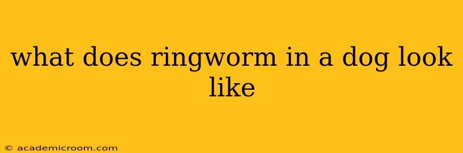 what does ringworm in a dog look like