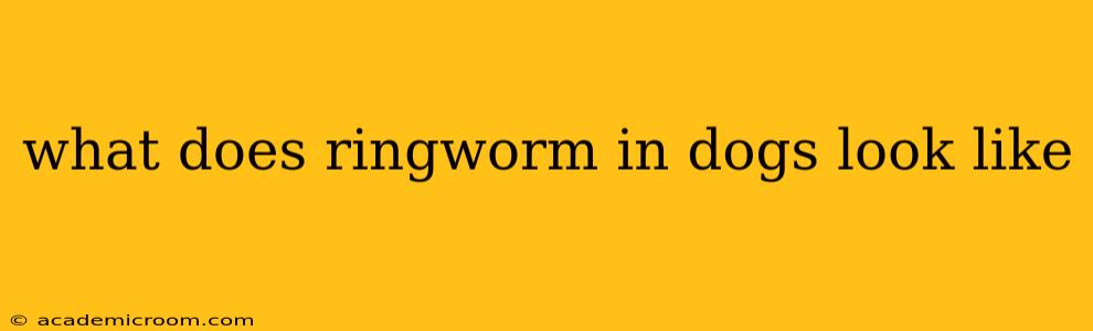 what does ringworm in dogs look like