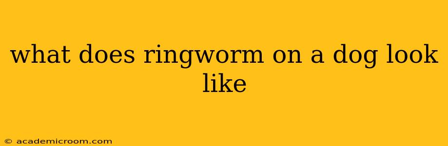 what does ringworm on a dog look like