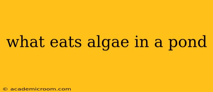 what eats algae in a pond