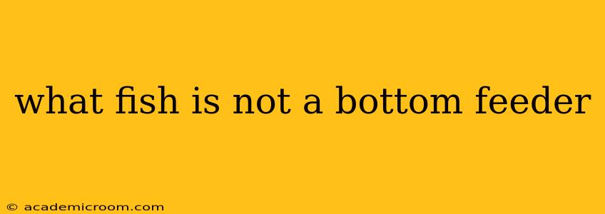 what fish is not a bottom feeder