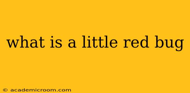 what is a little red bug