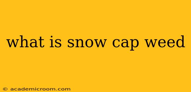 what is snow cap weed