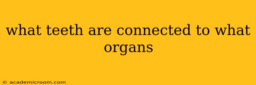 what teeth are connected to what organs