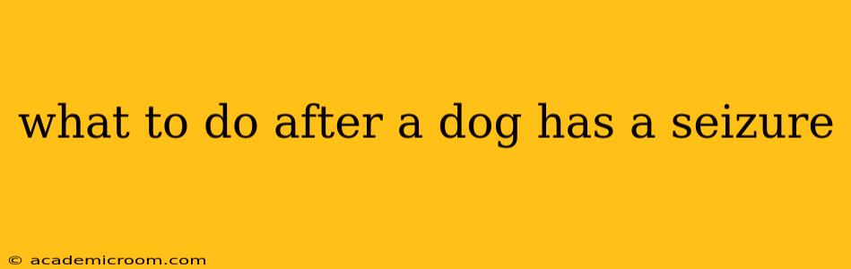 what to do after a dog has a seizure