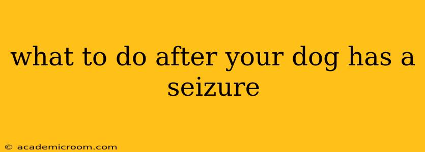 what to do after your dog has a seizure