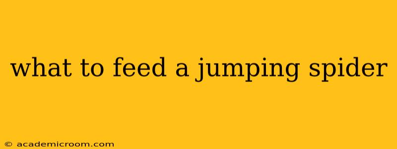what to feed a jumping spider