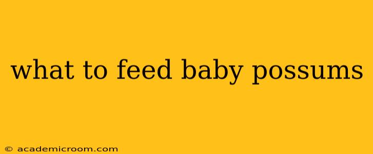 what to feed baby possums