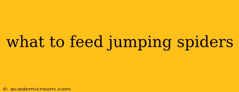 what to feed jumping spiders