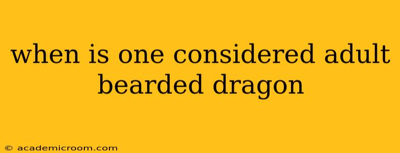 when is one considered adult bearded dragon