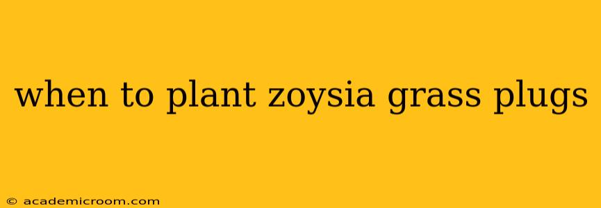 when to plant zoysia grass plugs