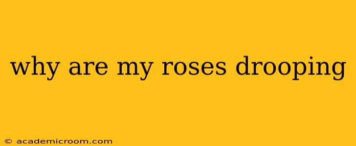 why are my roses drooping