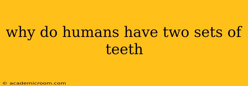 why do humans have two sets of teeth