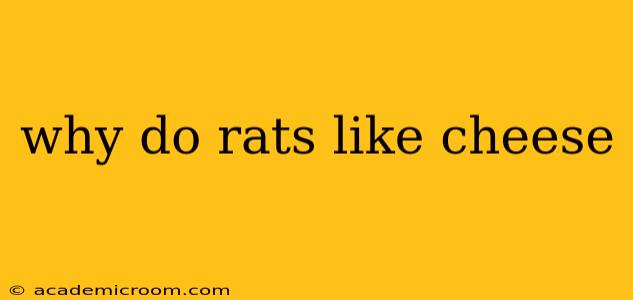 why do rats like cheese