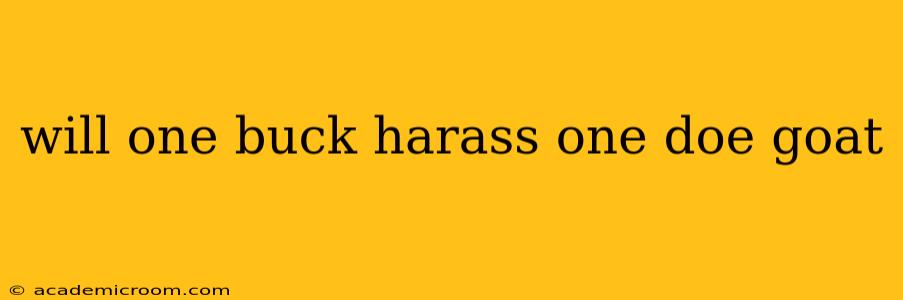 will one buck harass one doe goat