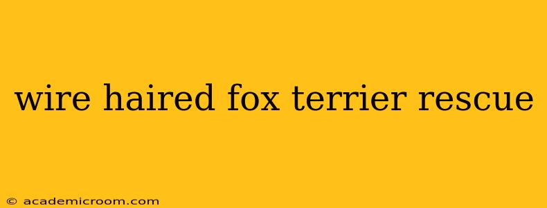 wire haired fox terrier rescue