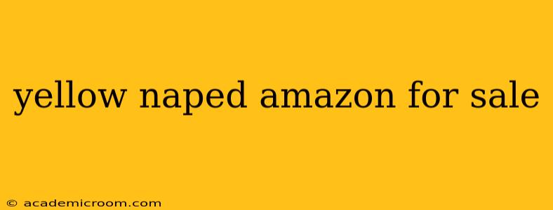 yellow naped amazon for sale